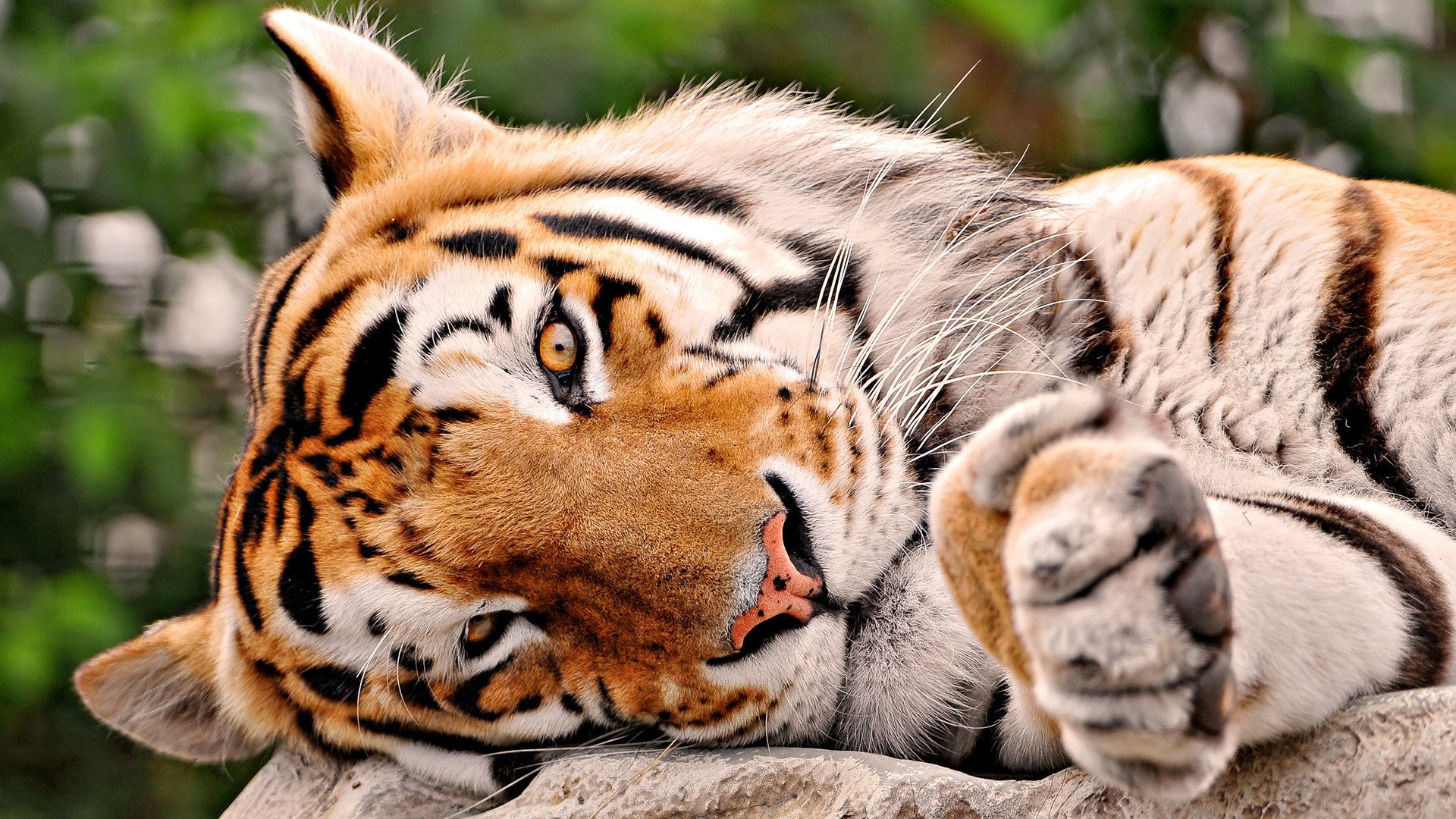 familia felina depredador tigre mentira cabeza pata hocico rayas nariz sucia