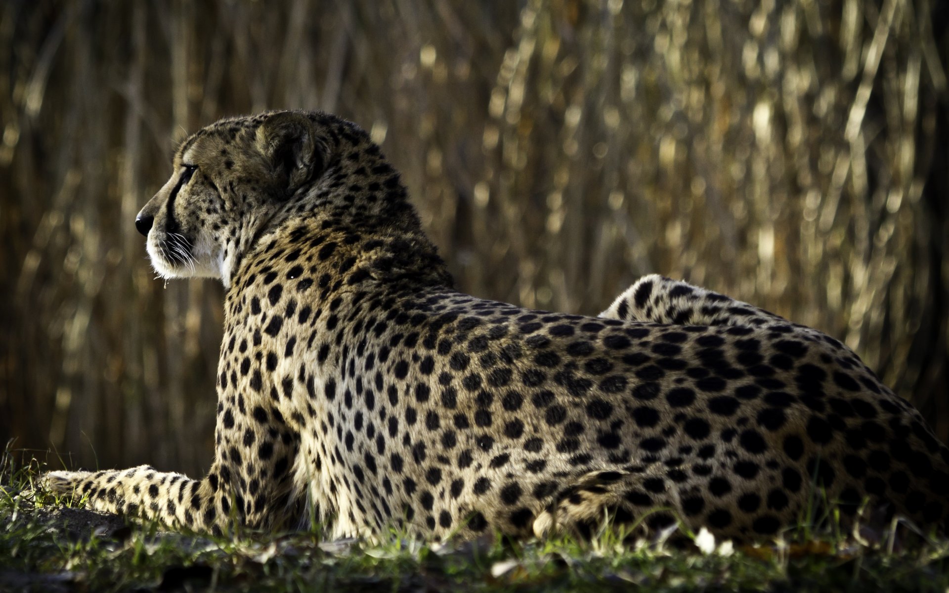 gepard mit dem rücken schaut zu