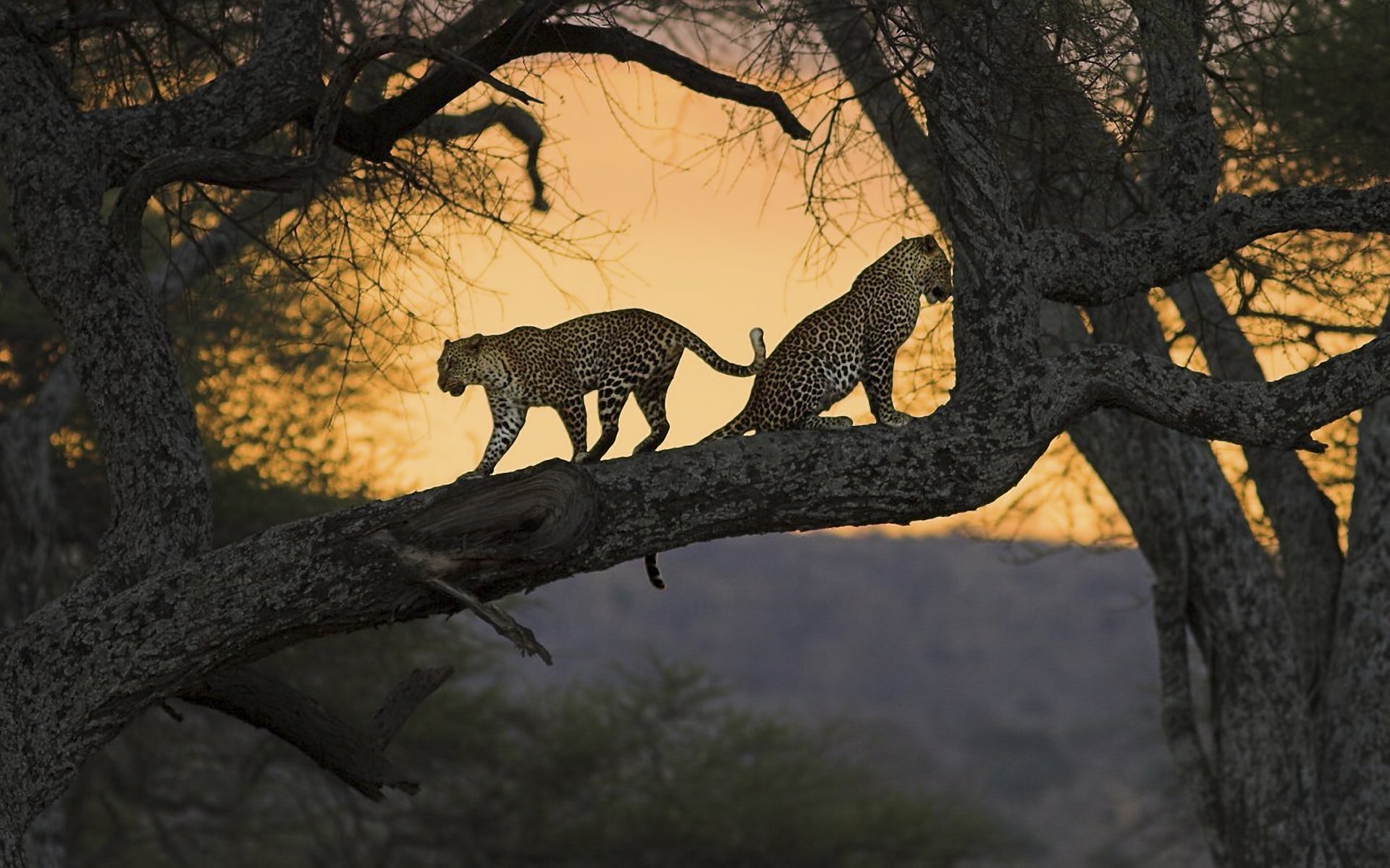 bäume zweige stamm leoparden paar