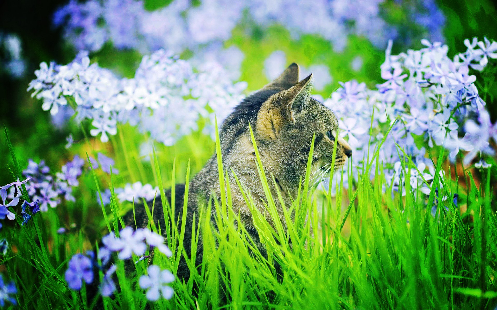 nature verdure herbe fleurs gris couleur