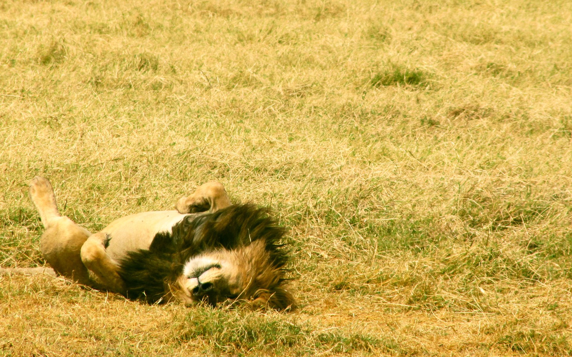 campo hierba tev mentira descanso melena patas rey bestias