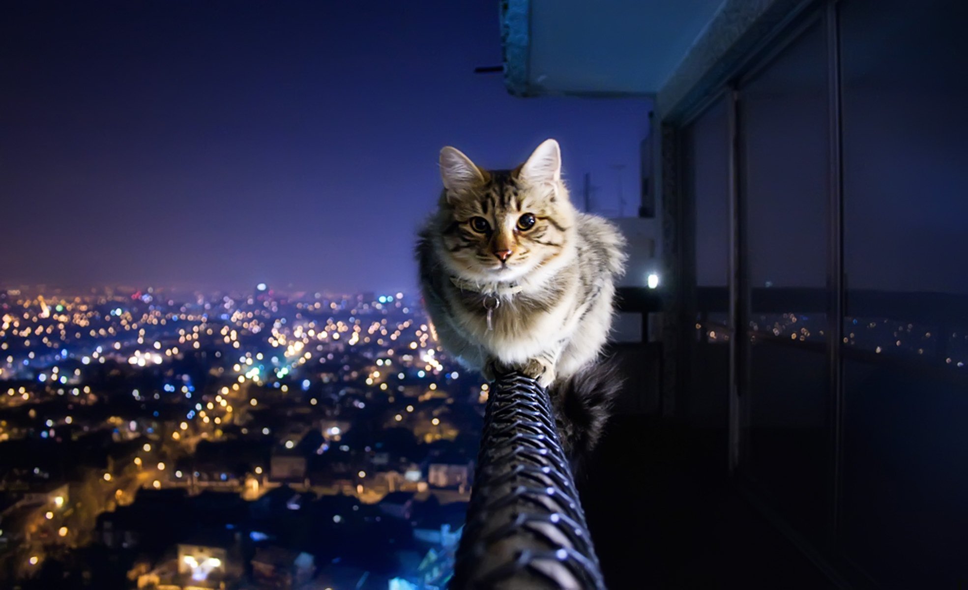 gatto ringhiera balcone città luci anti-acrofobia