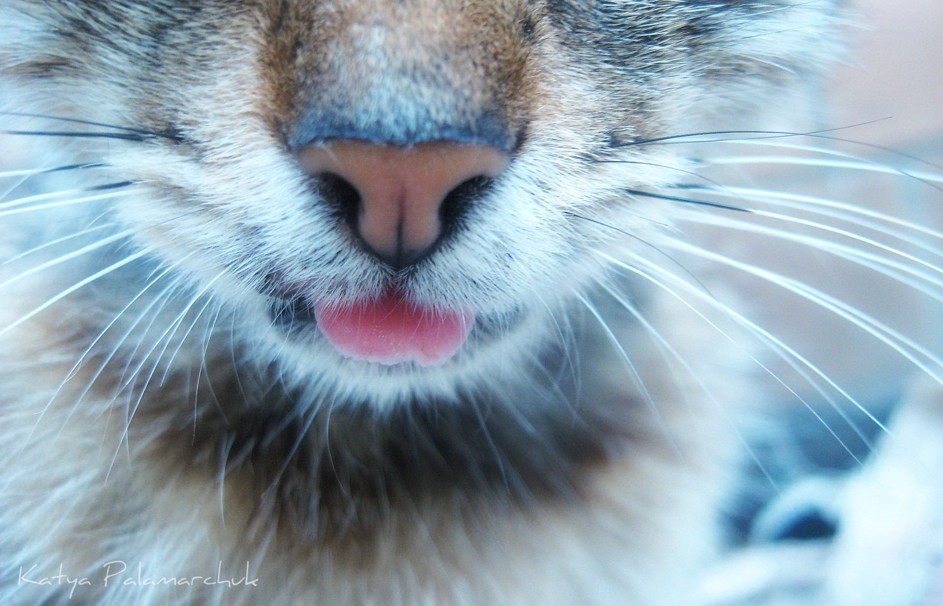 gatos animales parte del cuerpo lengua macro