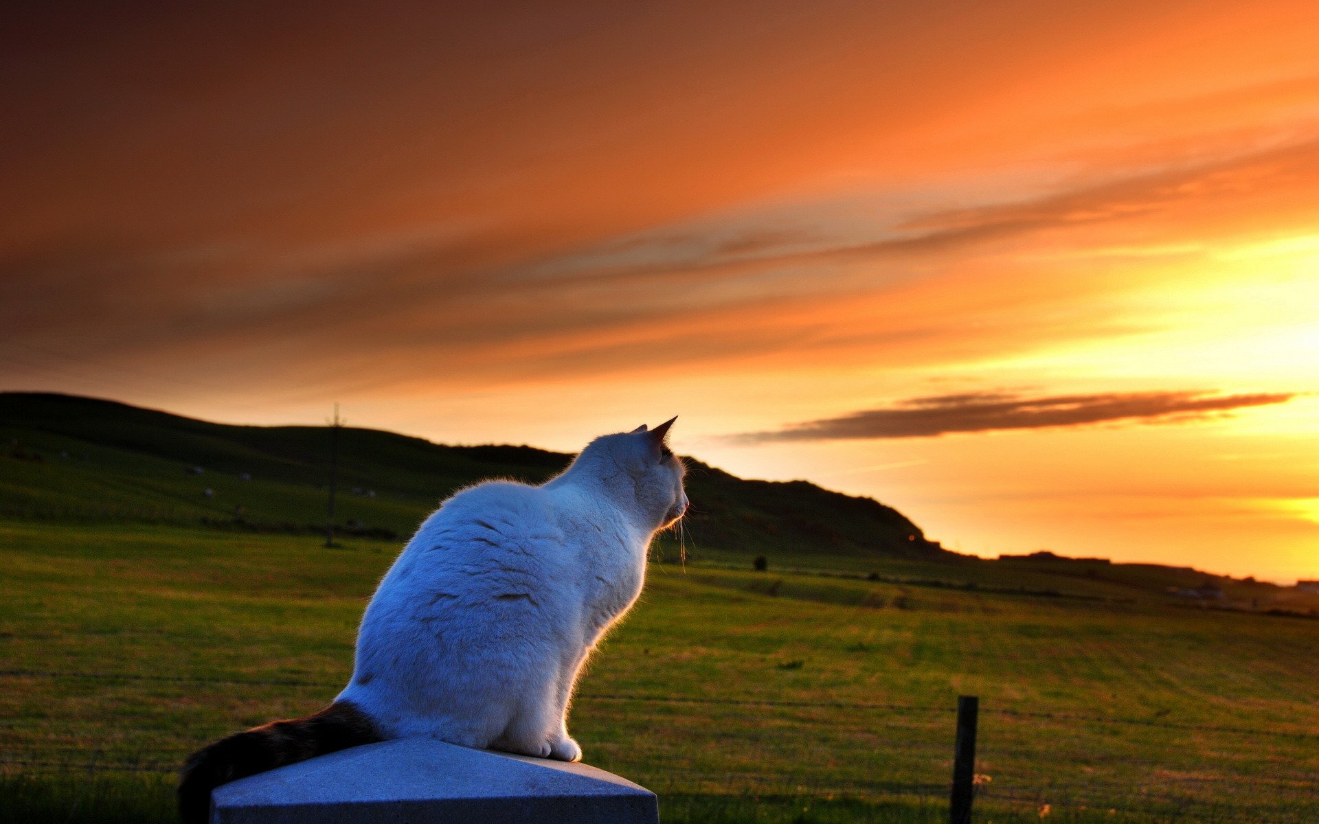 chat coucher de soleil soir nature