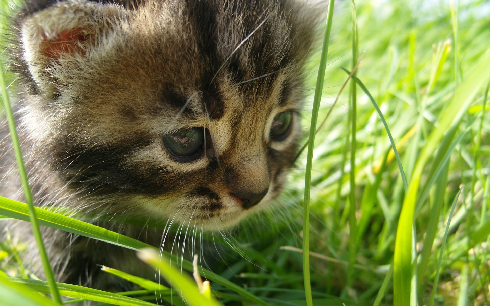 kind katze in bezeichnen gras