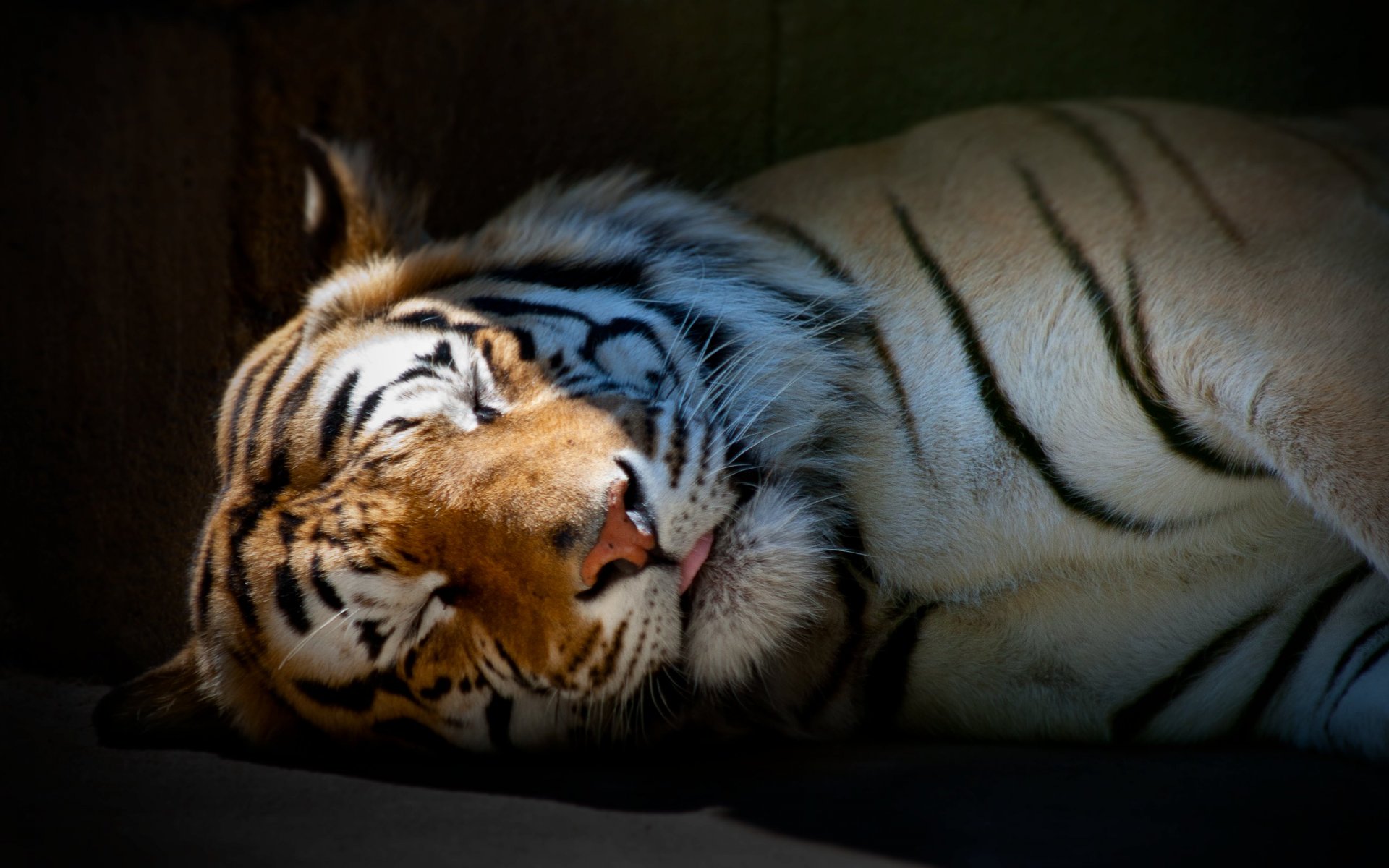 tigre addormentato carta da parati