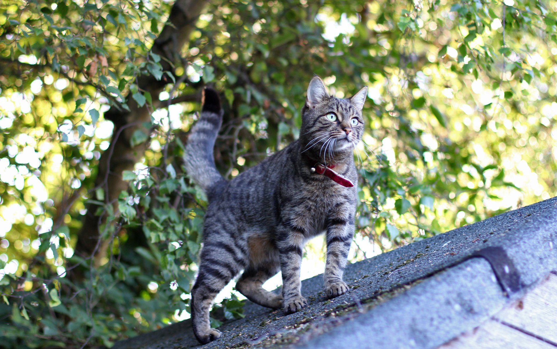 gatto tetto vista sorpresa occhi baffi lana zampe