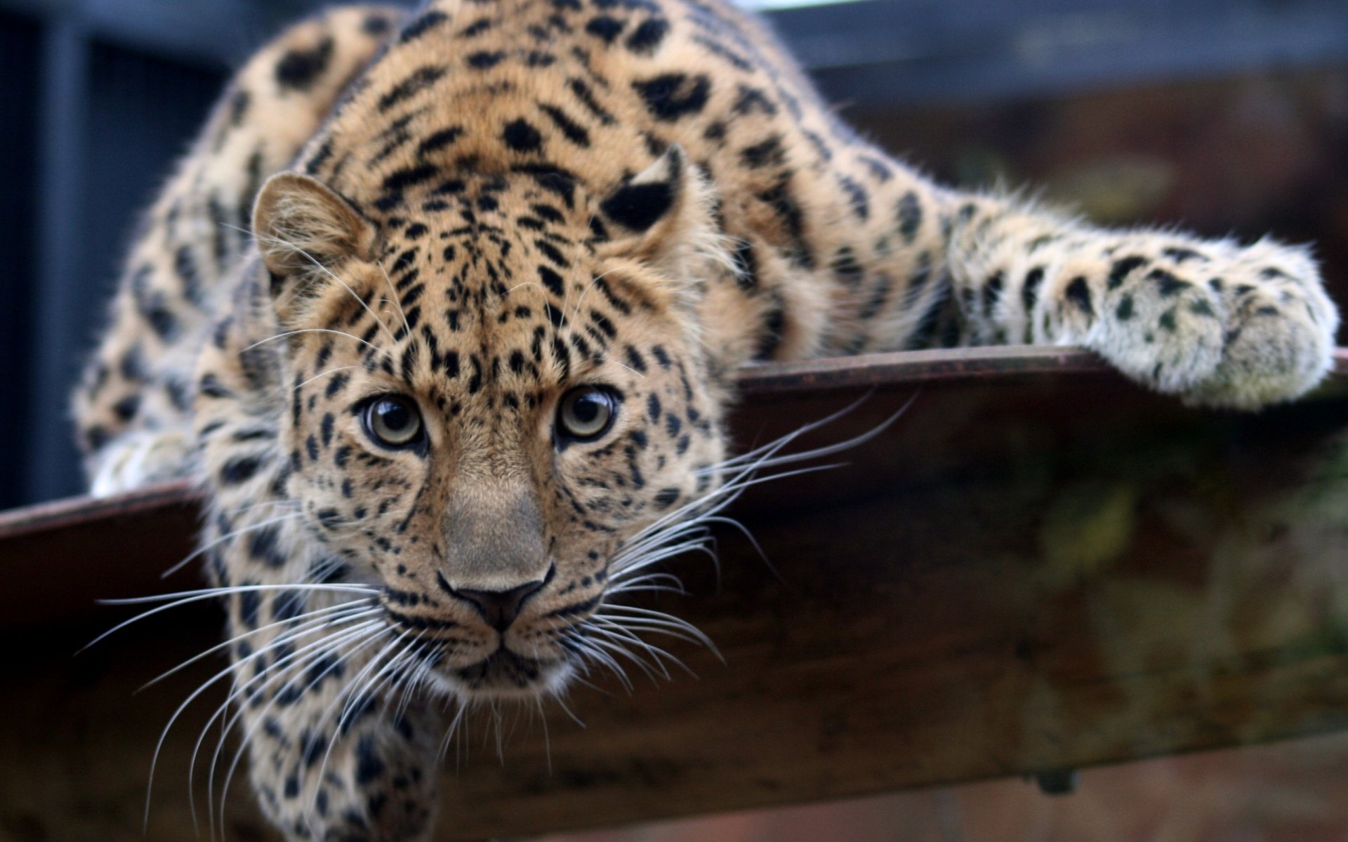 leopardo de cerca mirada