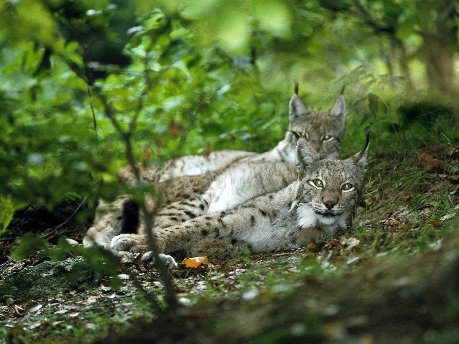 luchs paar wald blick