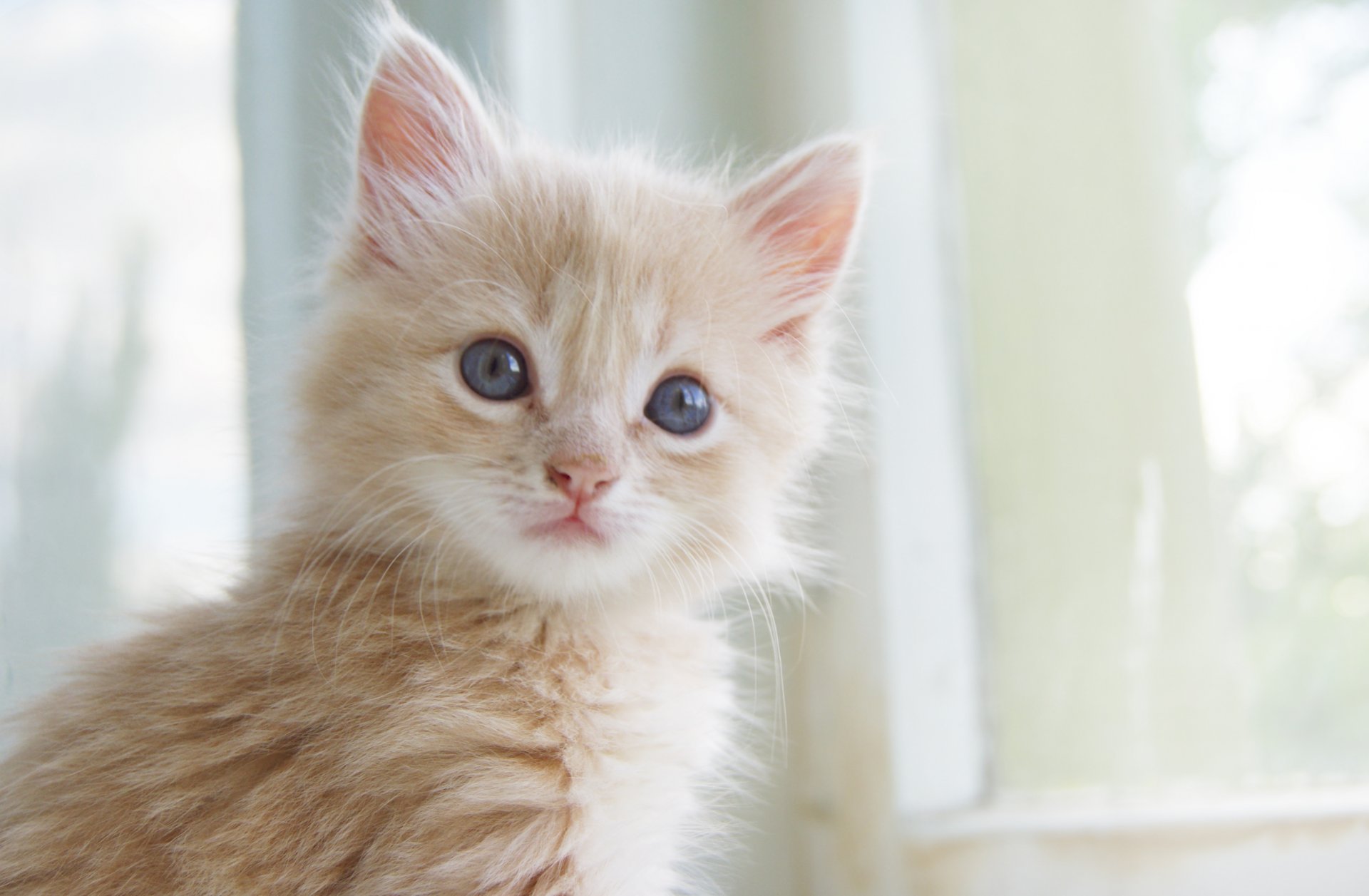 katze katze schnurrbart pfoten augen farbe nase kätzchen rot