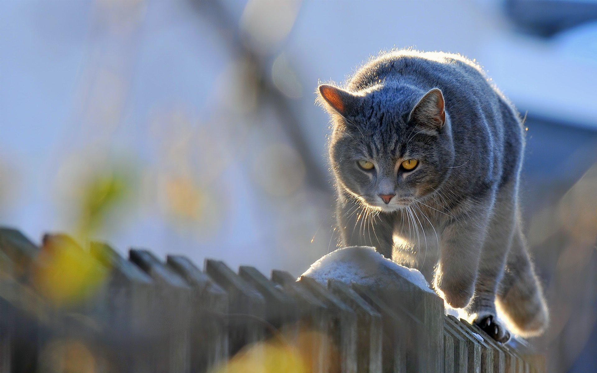 katze tiere katze kommt zaun