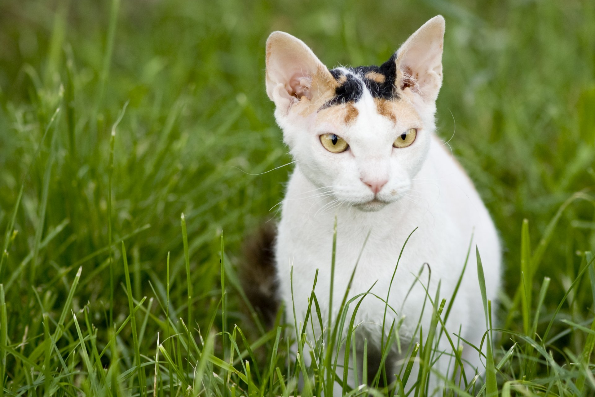 sphinx des dones katze katze schnauze gras russische nackte katze hintergrundbilder