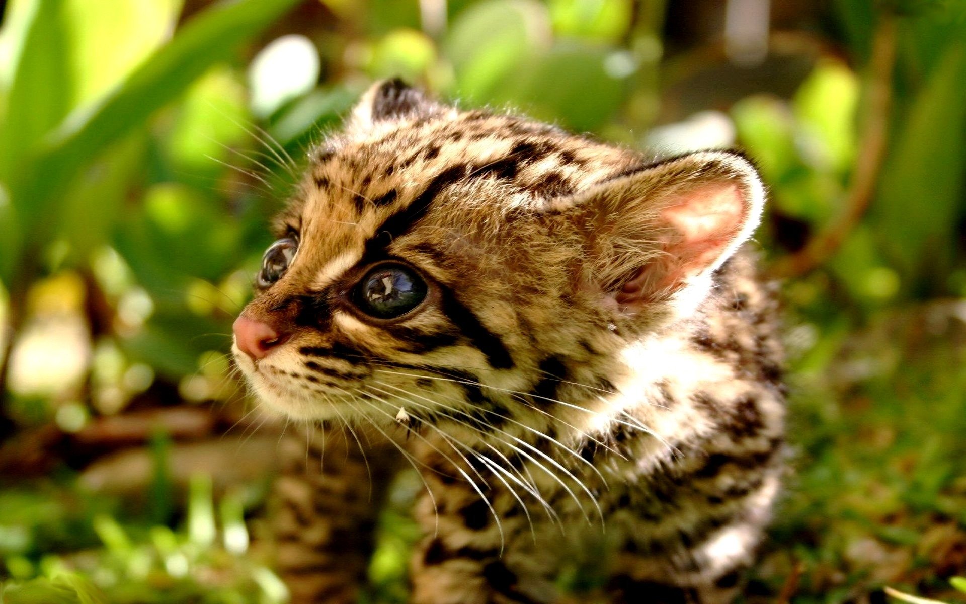 cheetah kitten close-up focu