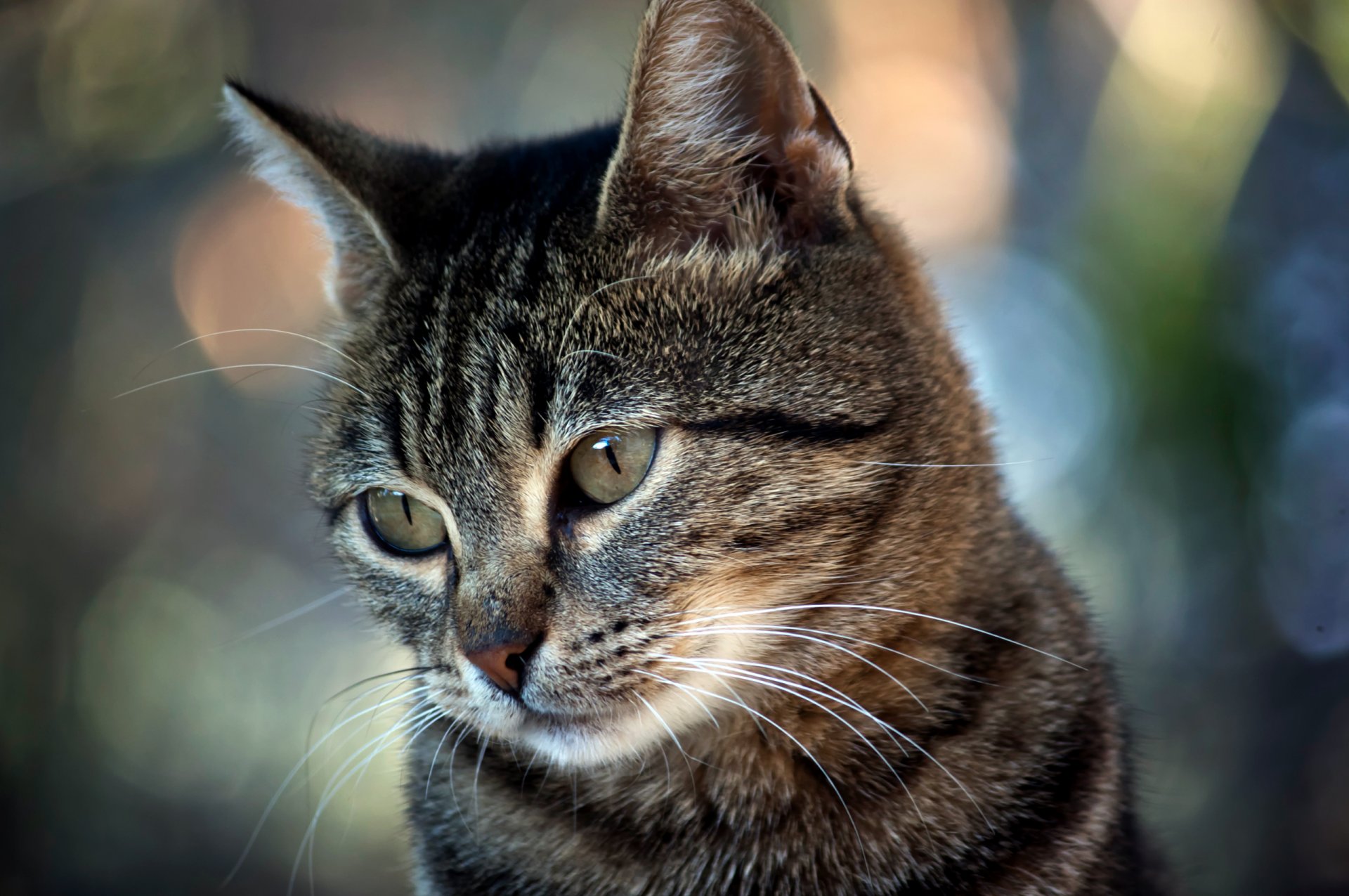 cat watches reflection