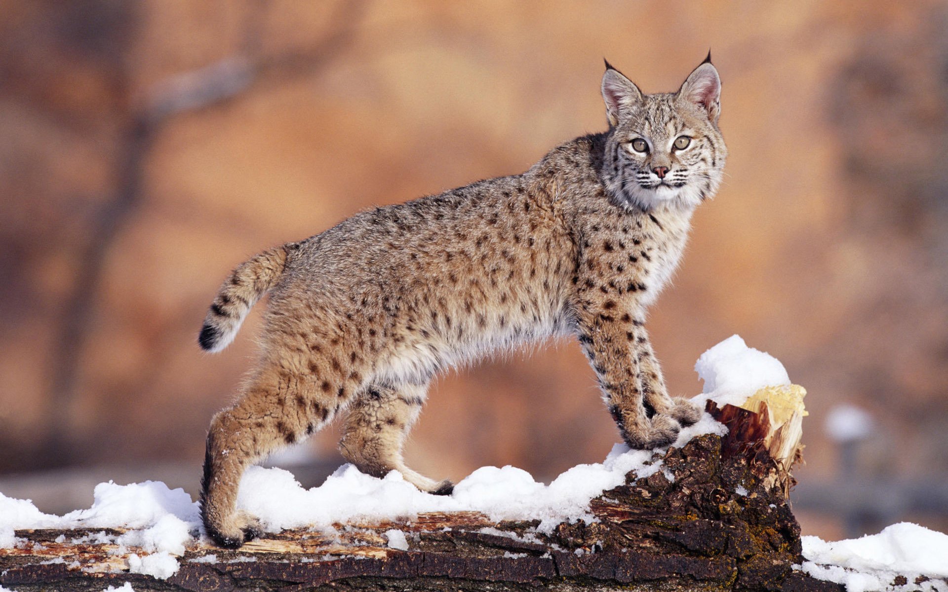 lince nieve invierno