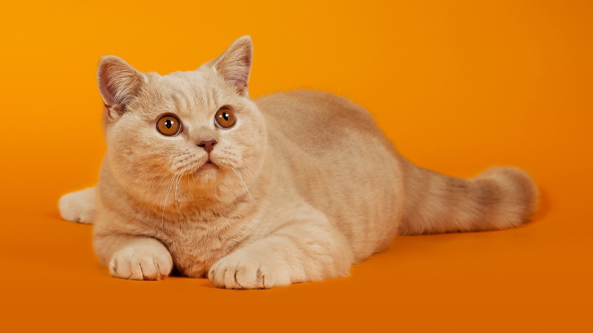 orange hintergrund rot katze katze liegt blick