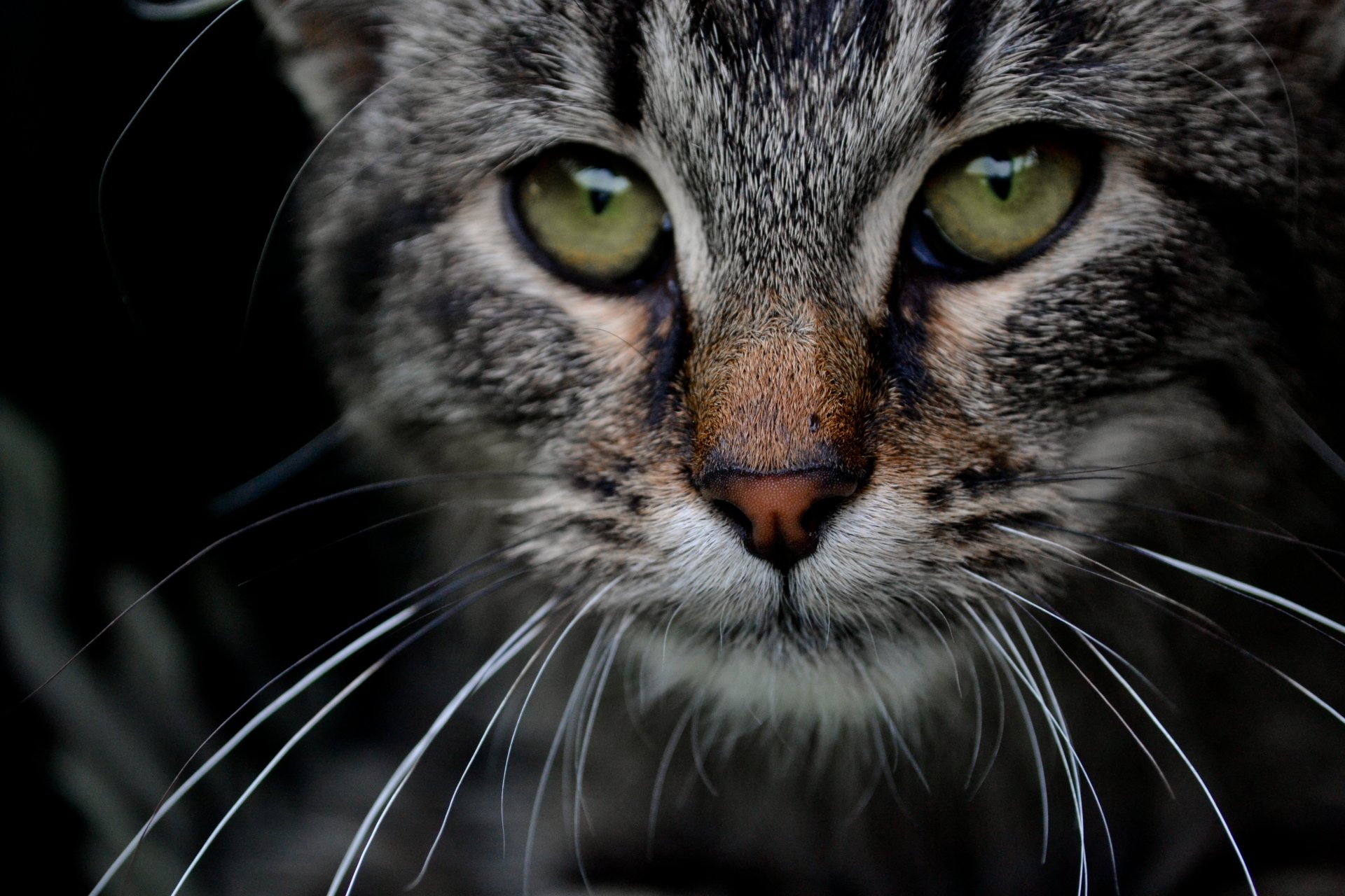 katze grau augen