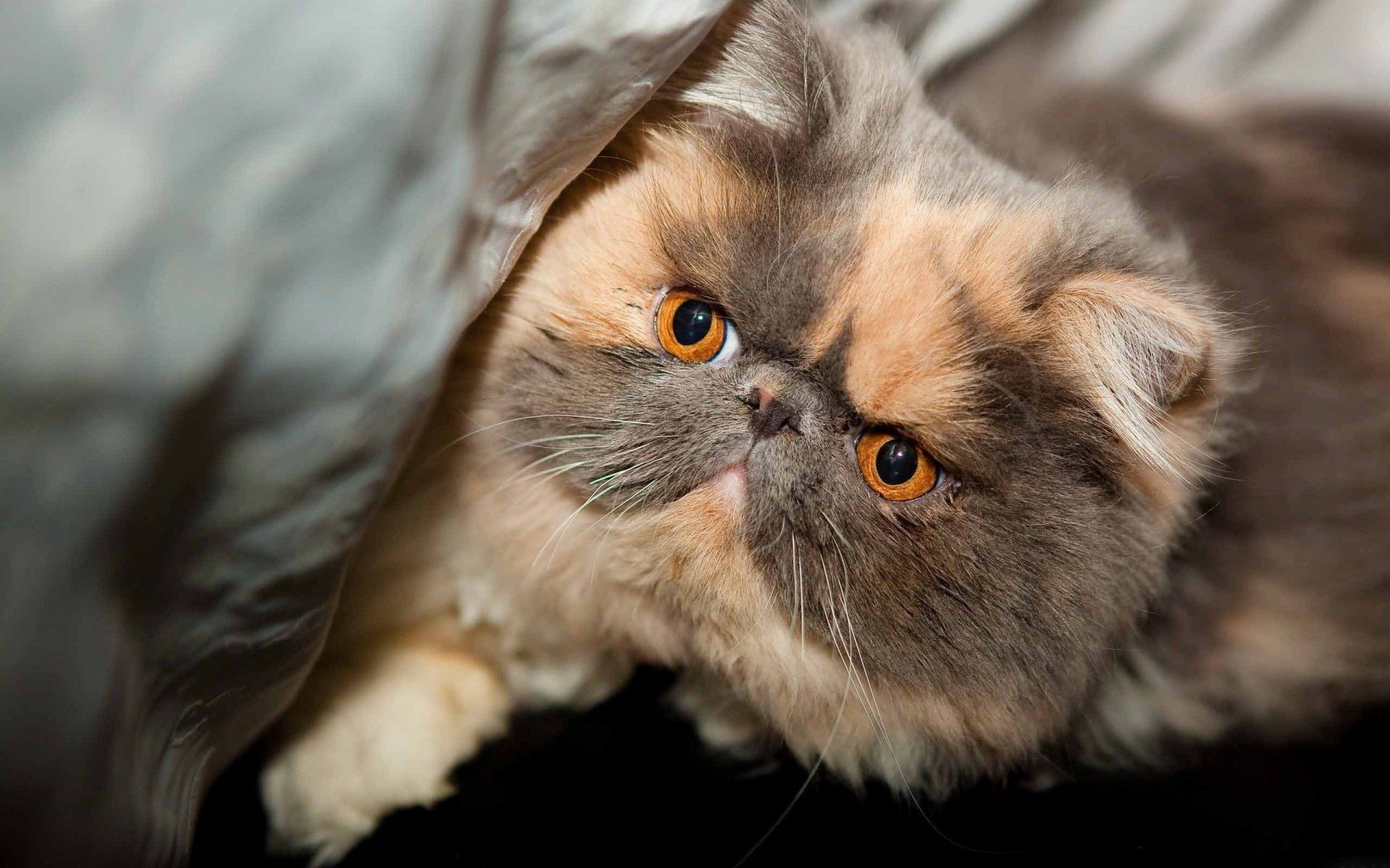 chat pur-sang beau regard yeux museau