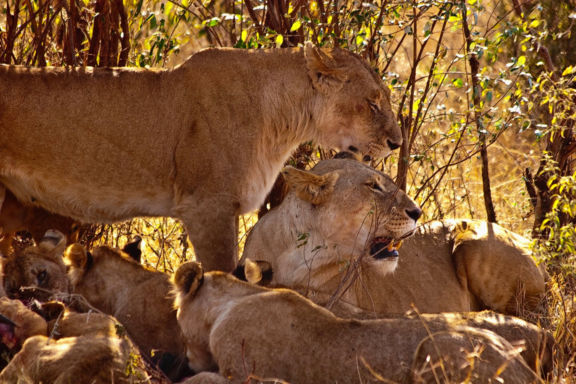 tigri leoni famiglia zanne natura famiglia