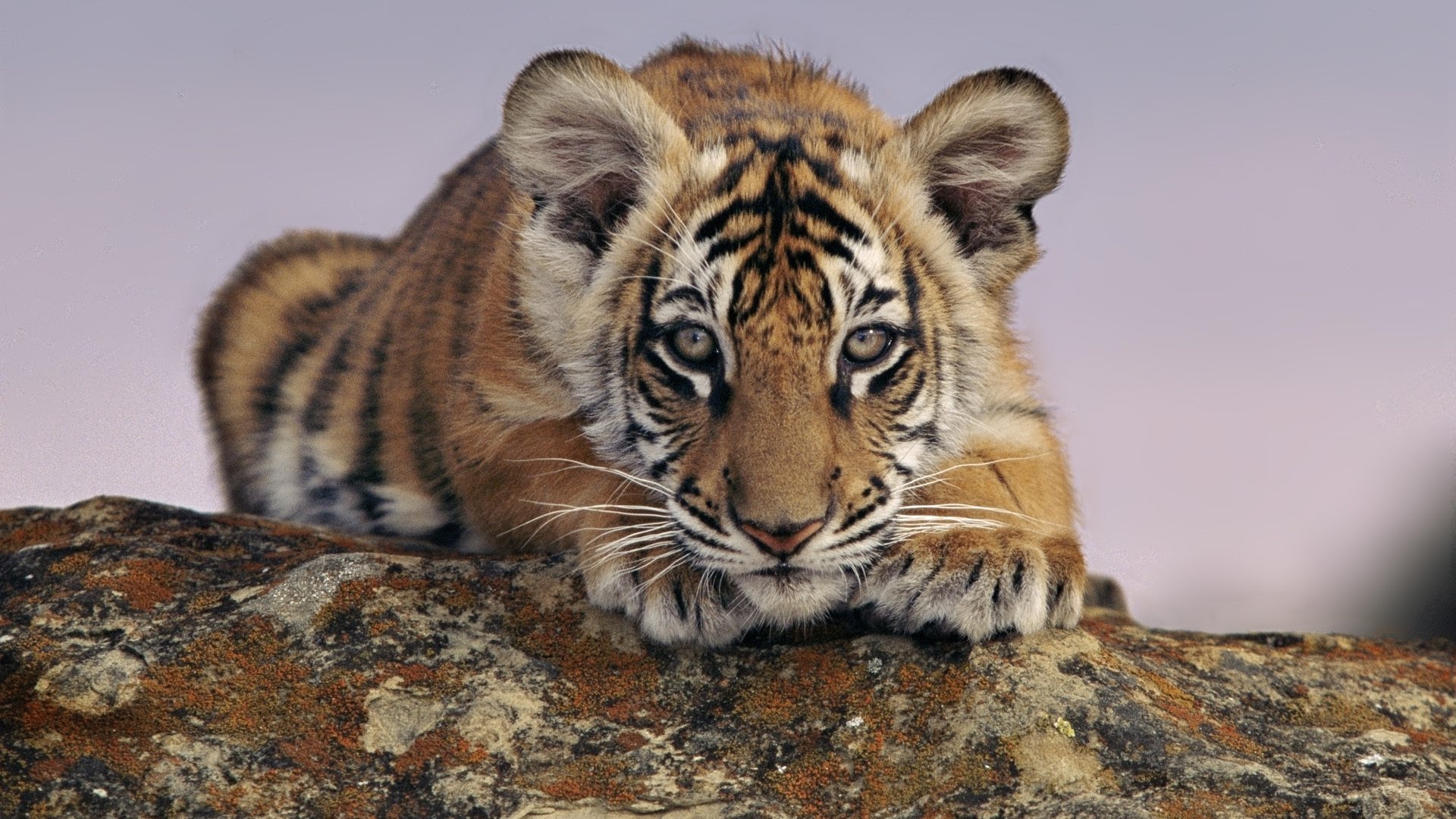 animali tigre cucciolo di tigre guarda