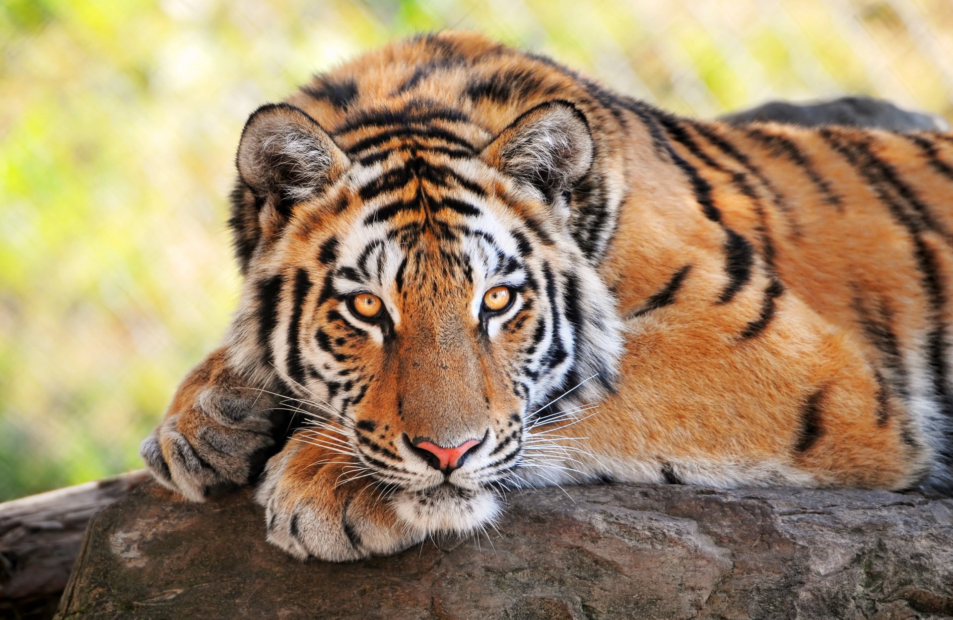 young tiger watches wild cat