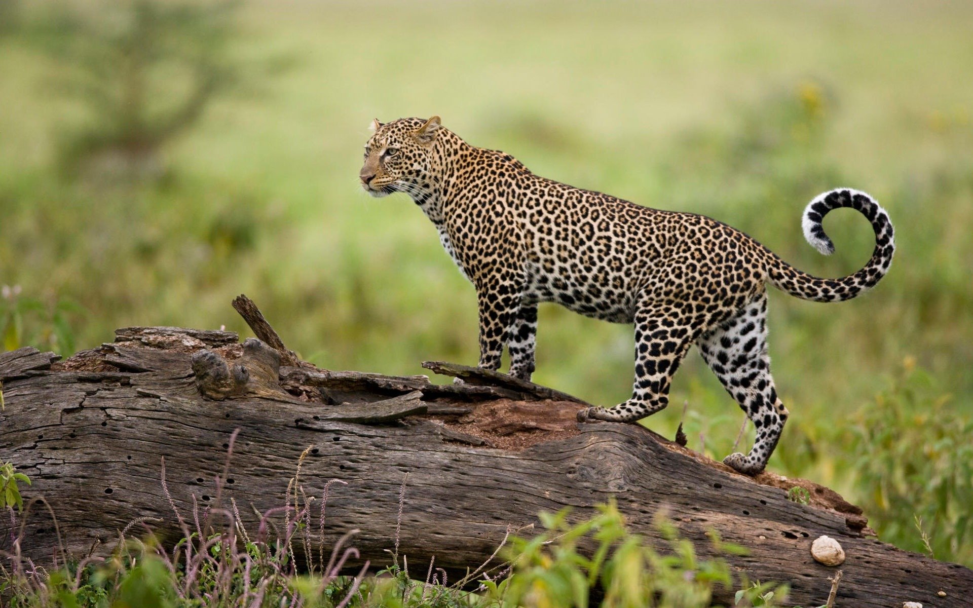 leopard nature predator