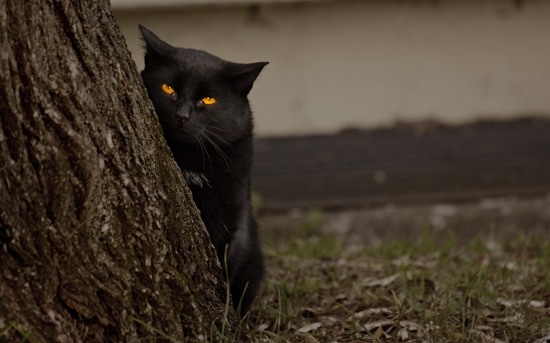 cat black watches eyes tree