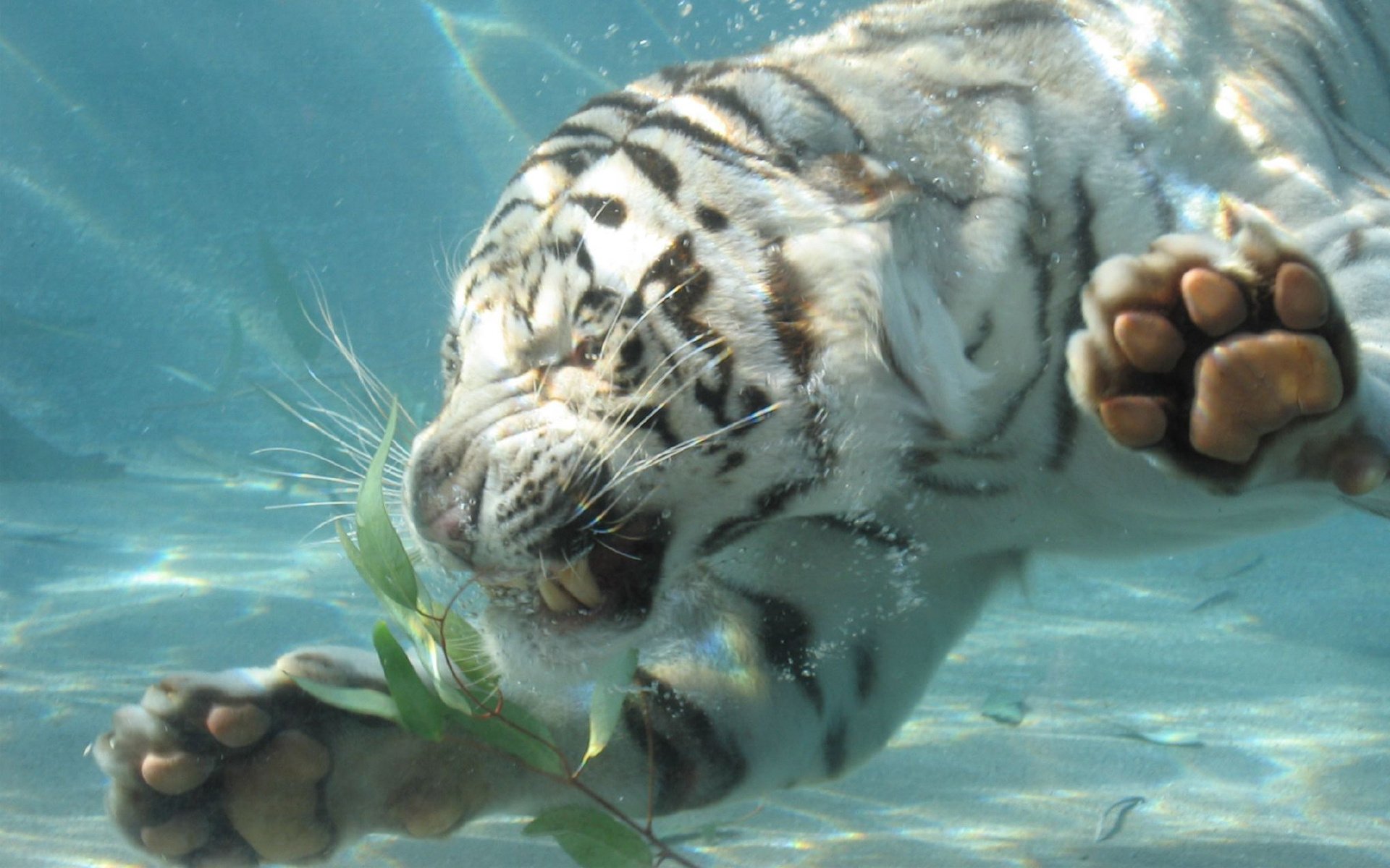 tigre acqua immersione zanne sorriso zampe rabbia