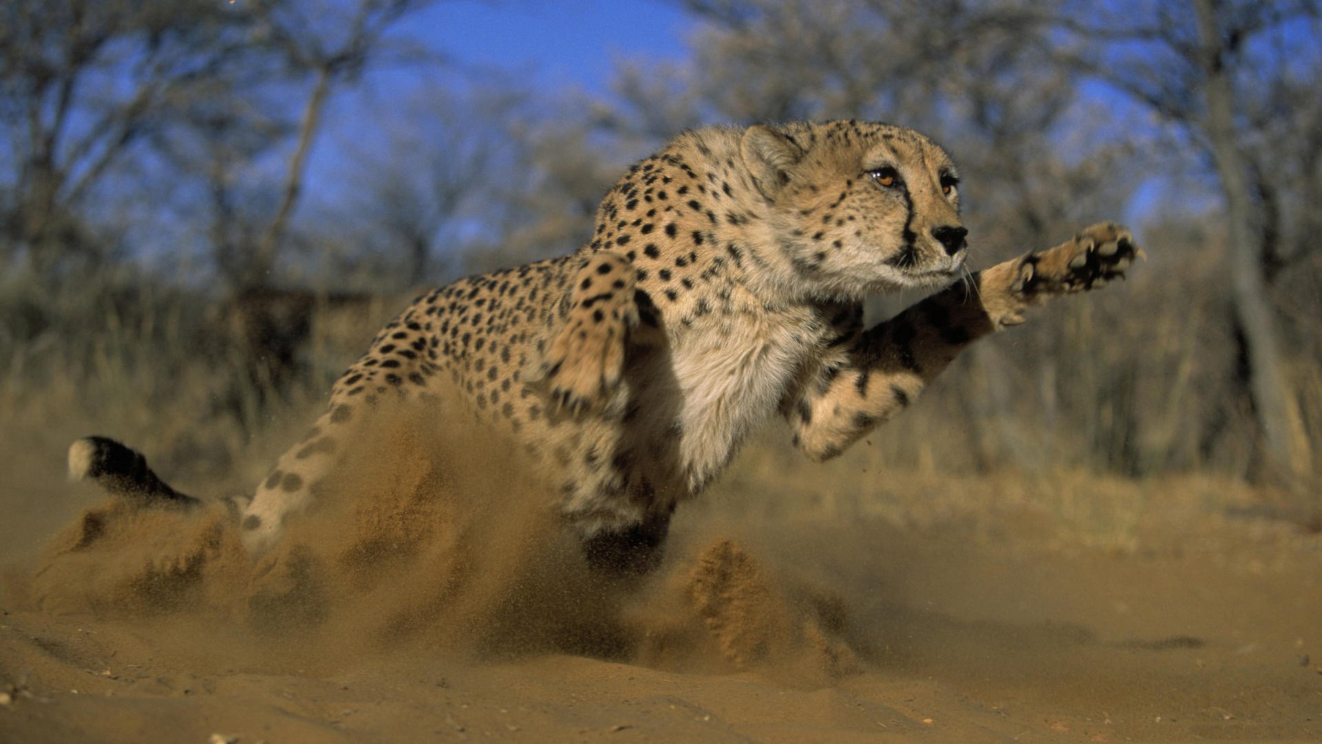 prédateur guépard saut