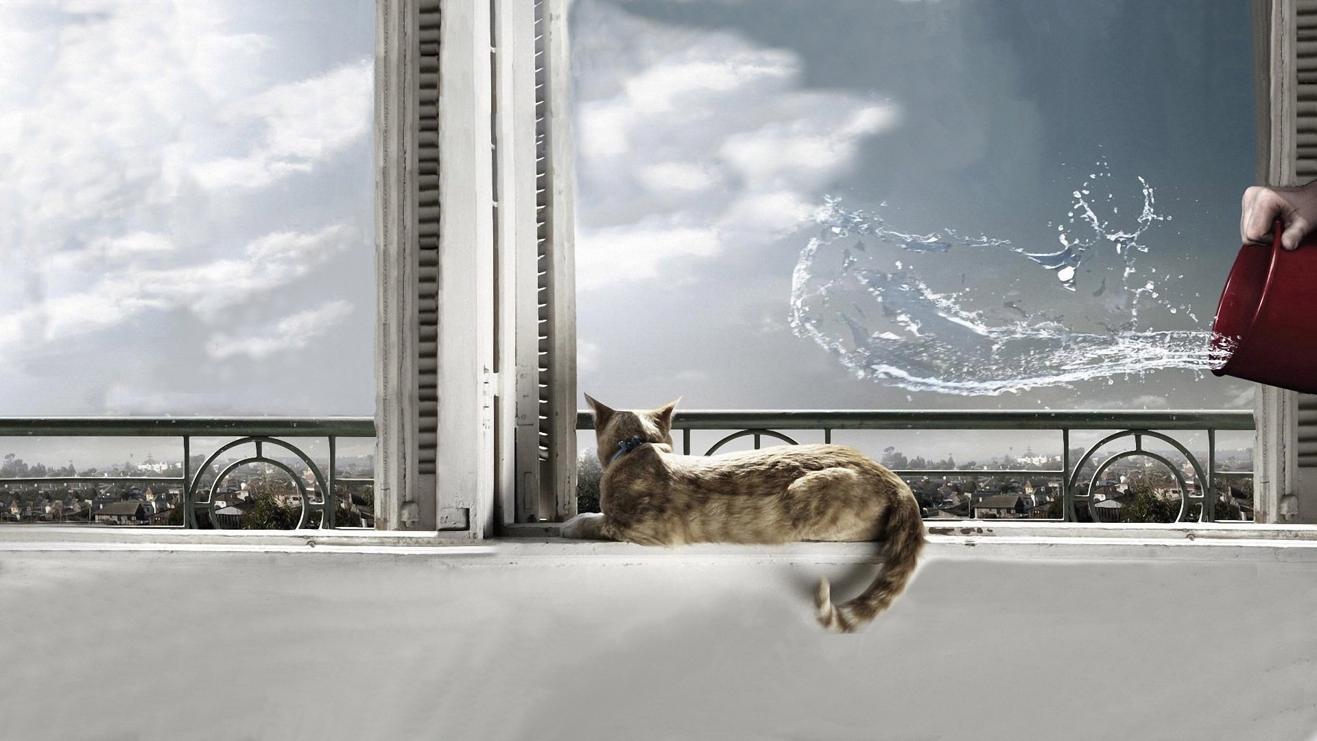 cat water window