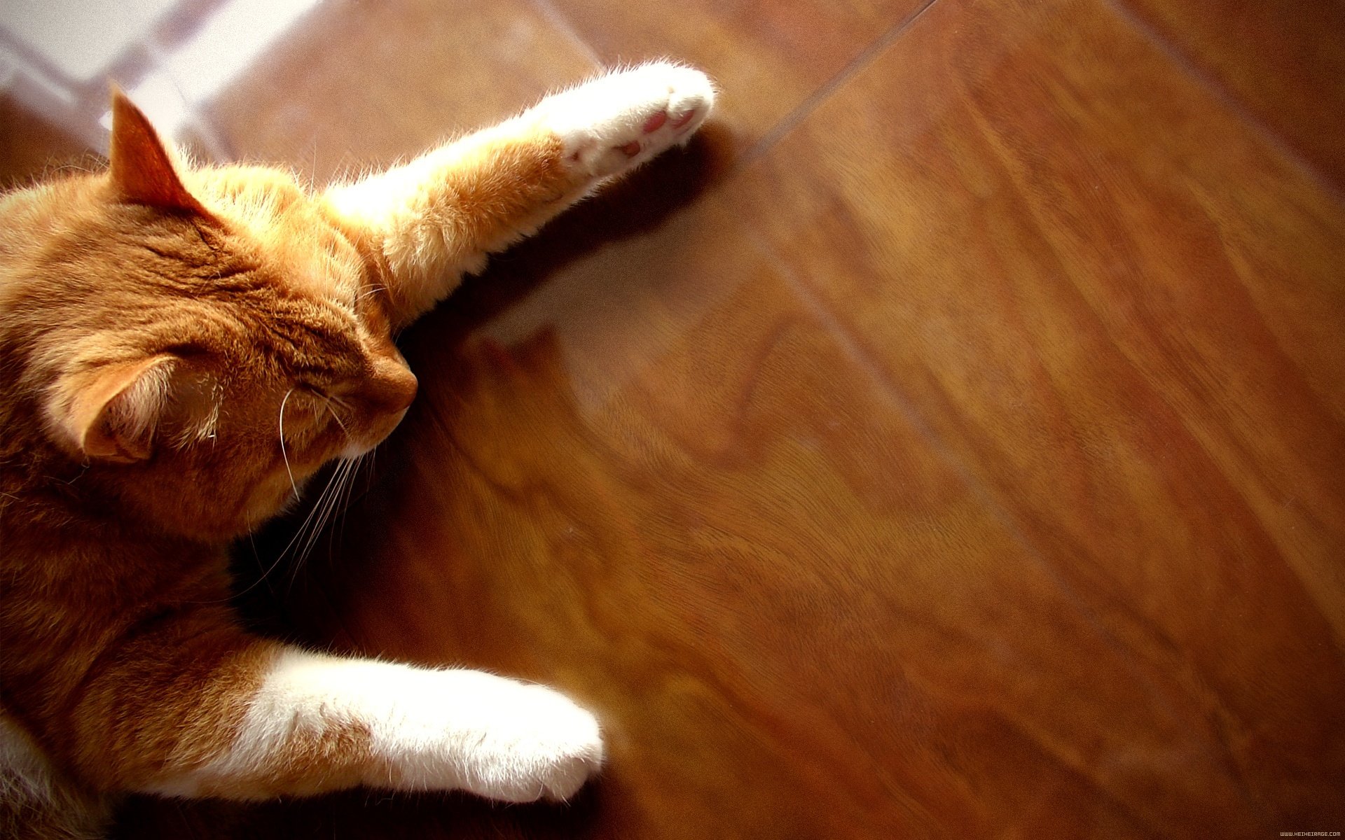 cat sleeping on the floor red