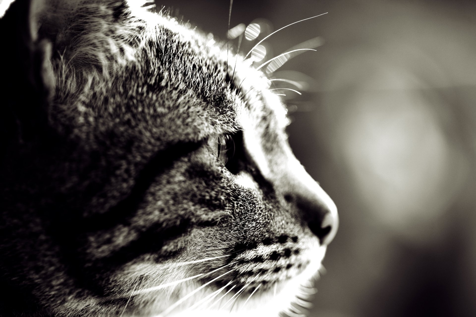 gato hocico bigote lana ojos orejas foto macro sepia fondo fondo de pantalla