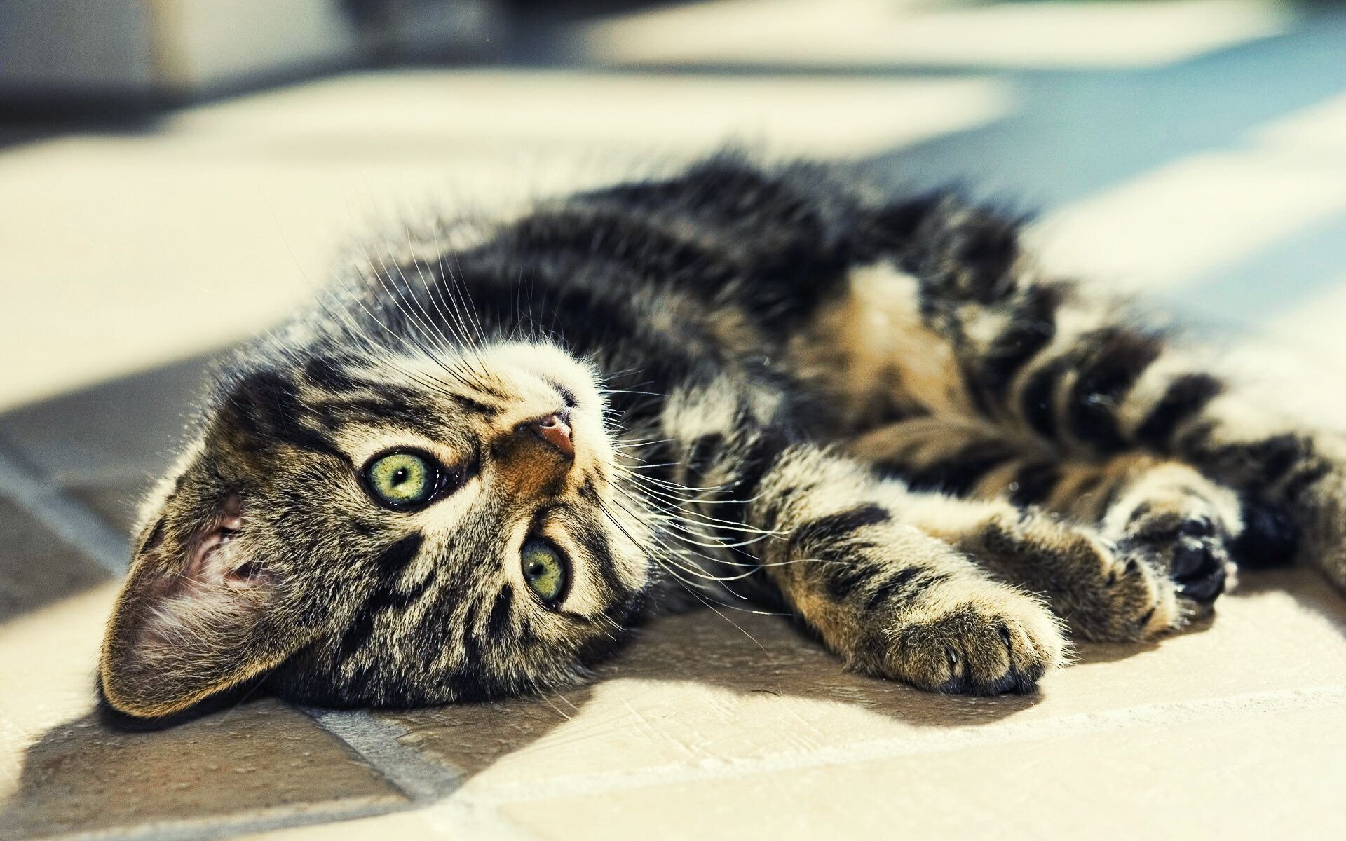 chat rayé yeux se trouve lumière