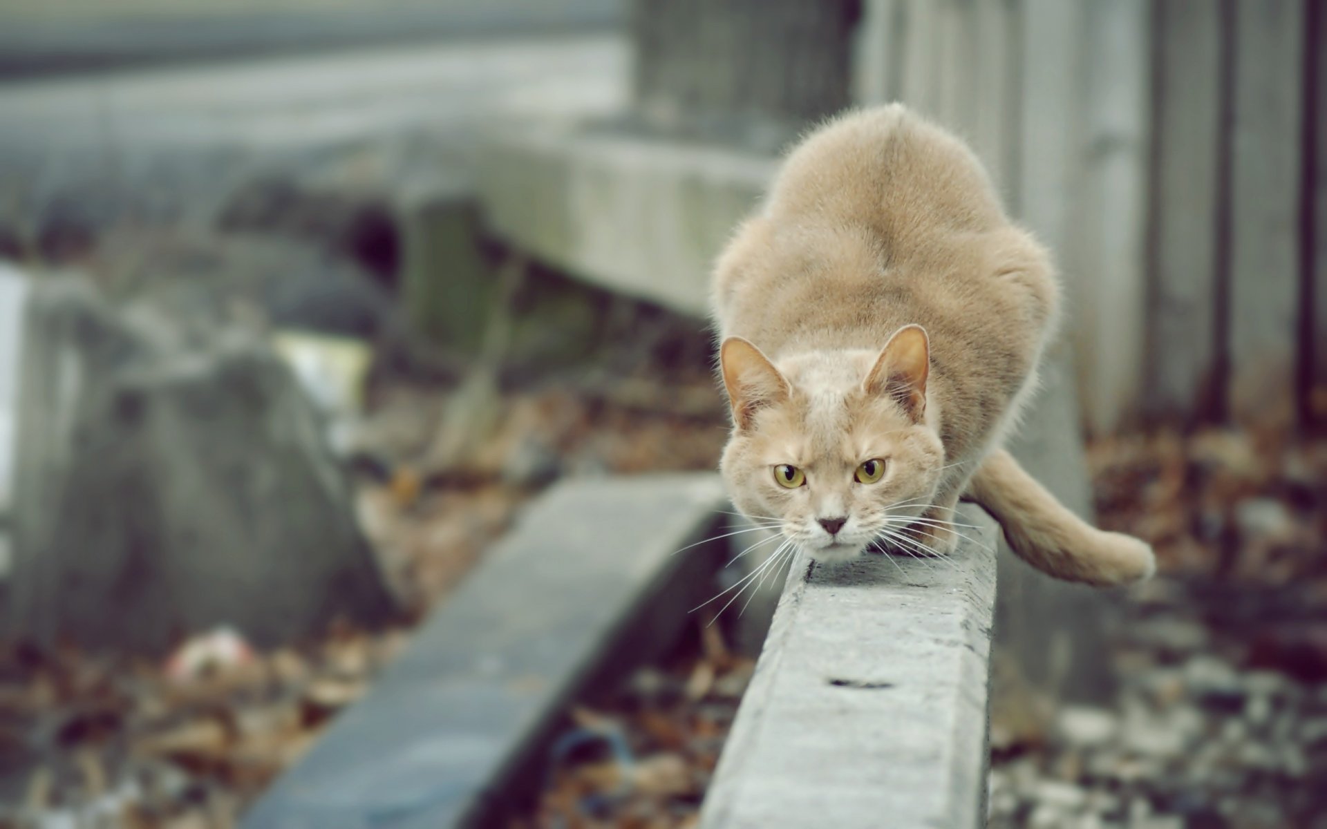 katze katze jäger blick schaut