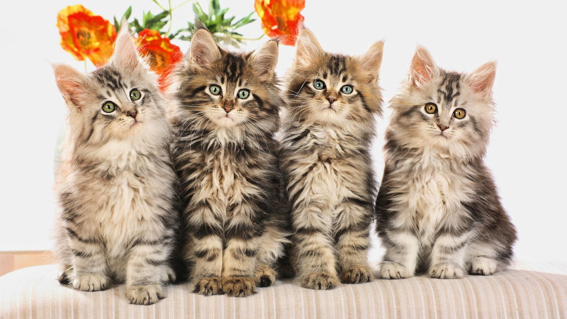 chatons rayé moelleux quatuor fleur