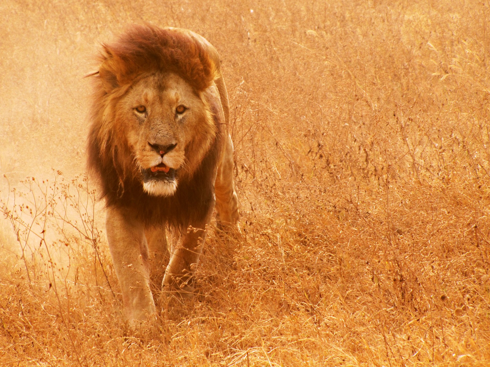 lion chat crinière herbe savane