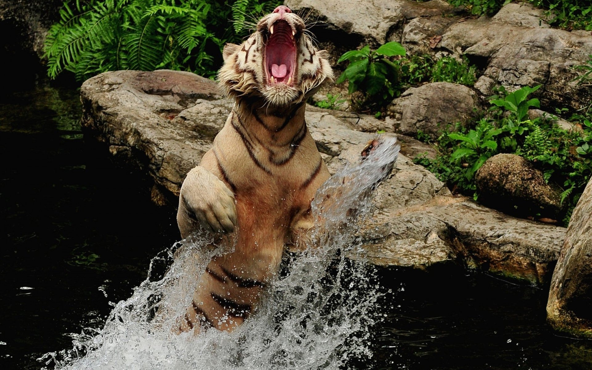 tigre bouche eau éclaboussures