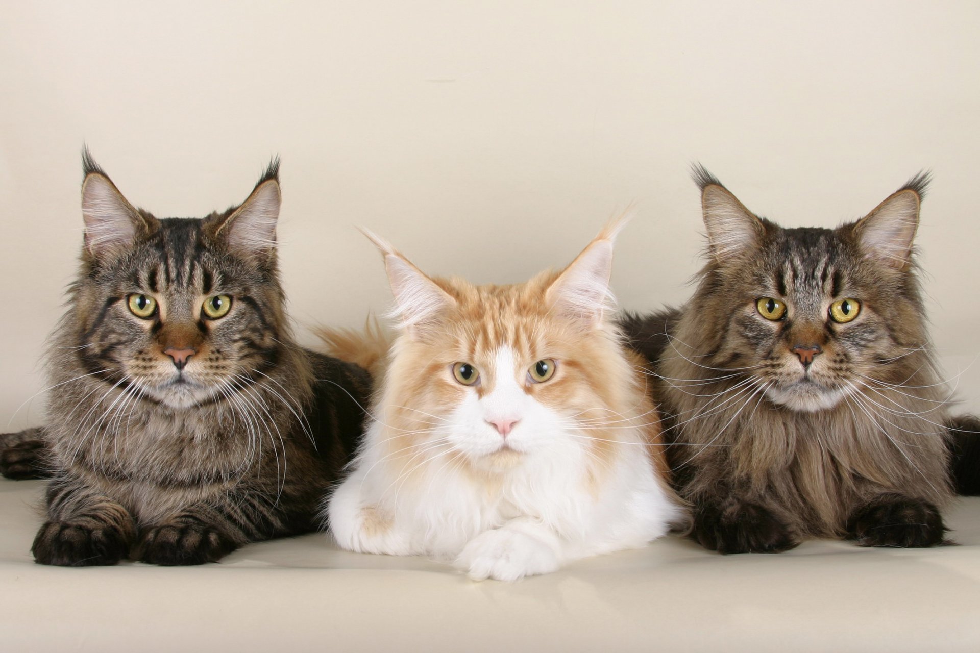 maine coon katzen kote schnauzen schnurrbart fotzen hintergrundbilder