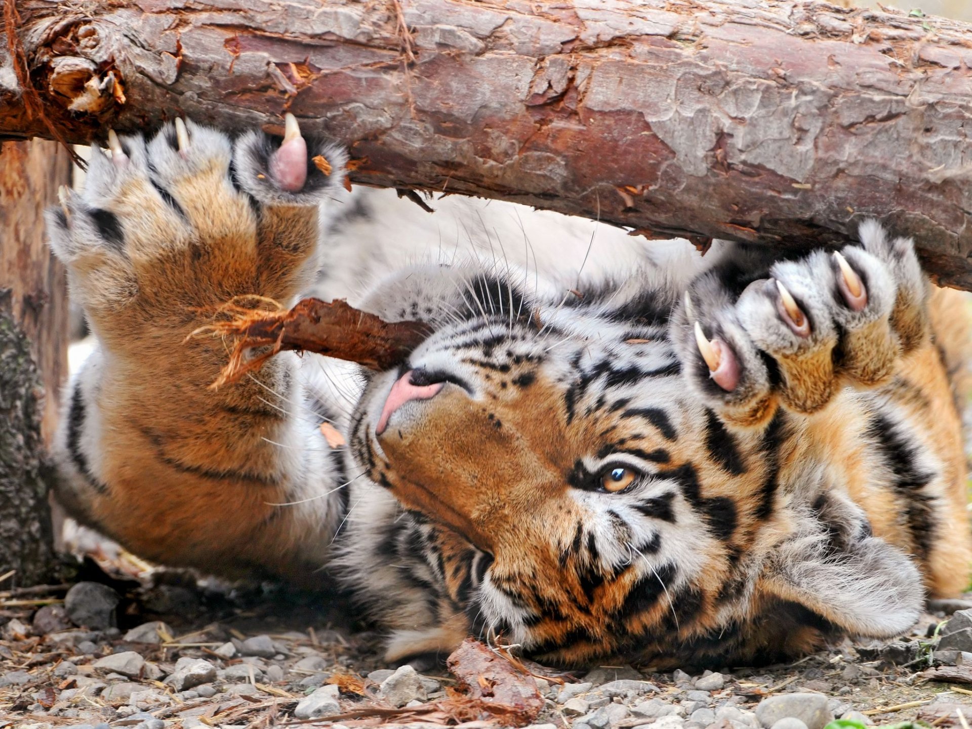 arbre journal écorce tigre pattes griffes aiguise joué