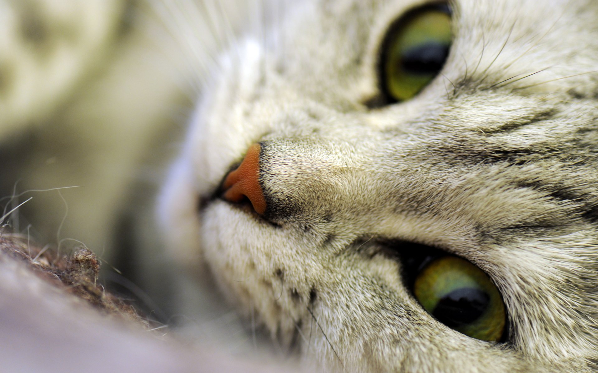 gato gato macro hocico ojos nariz bigote lana pelos