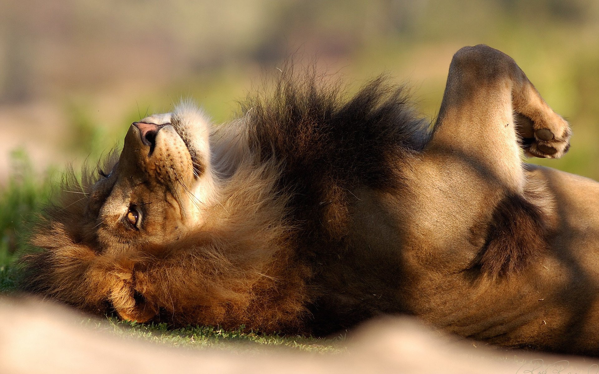 león melena acostado descanso relajado