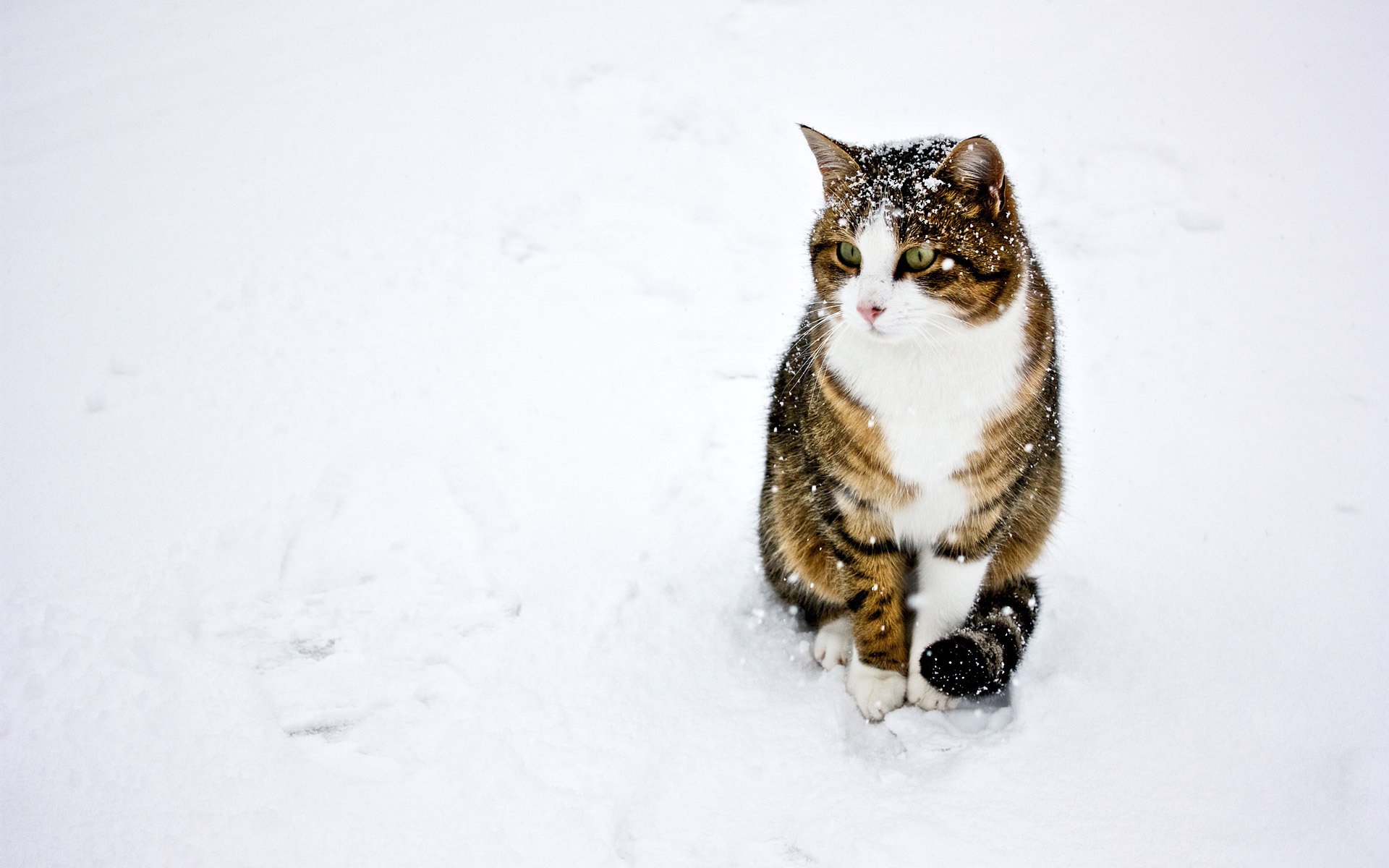 katze katze winter schnee