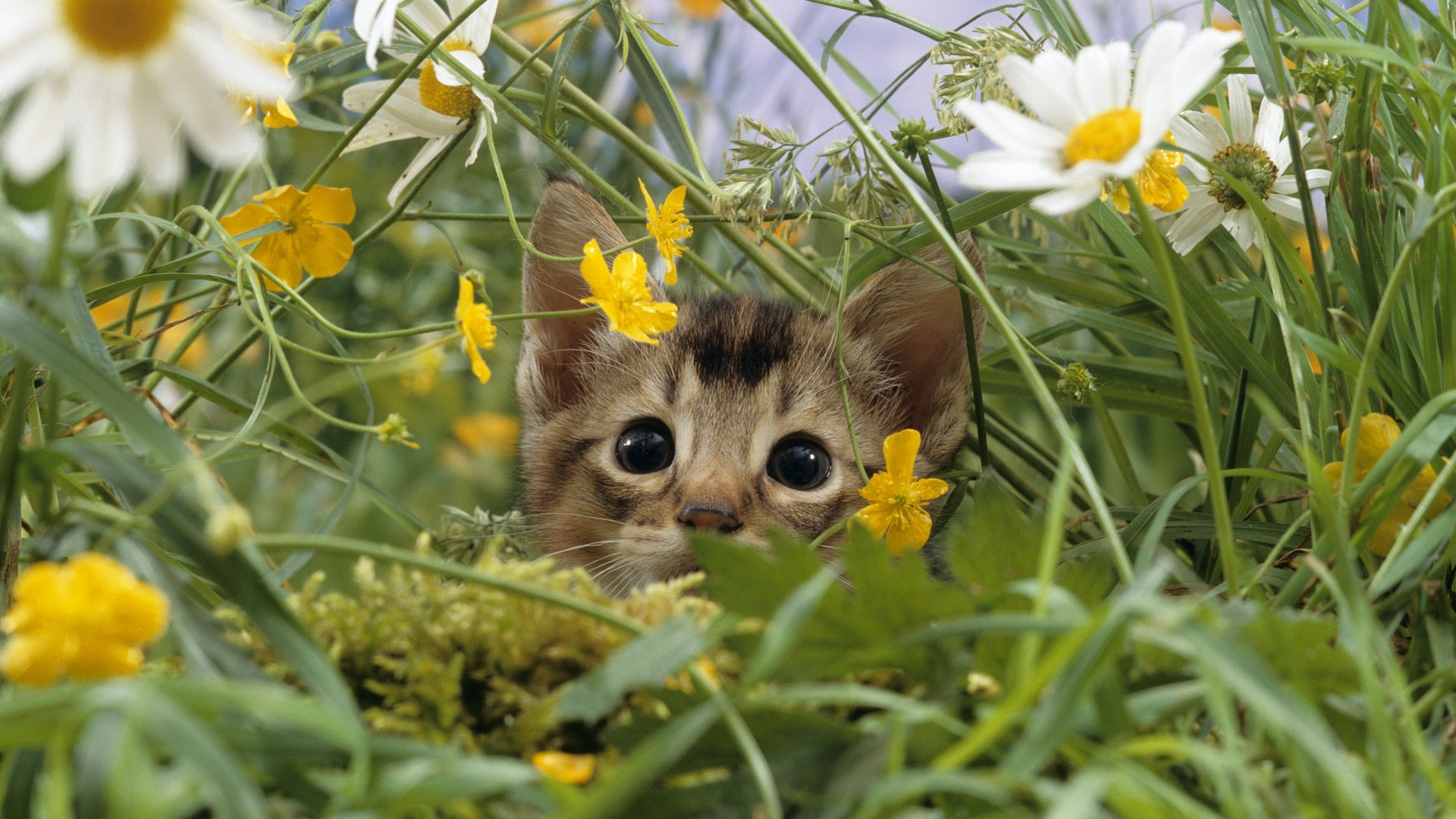 nature herbe gros plan marguerites clairière pré chat chaton