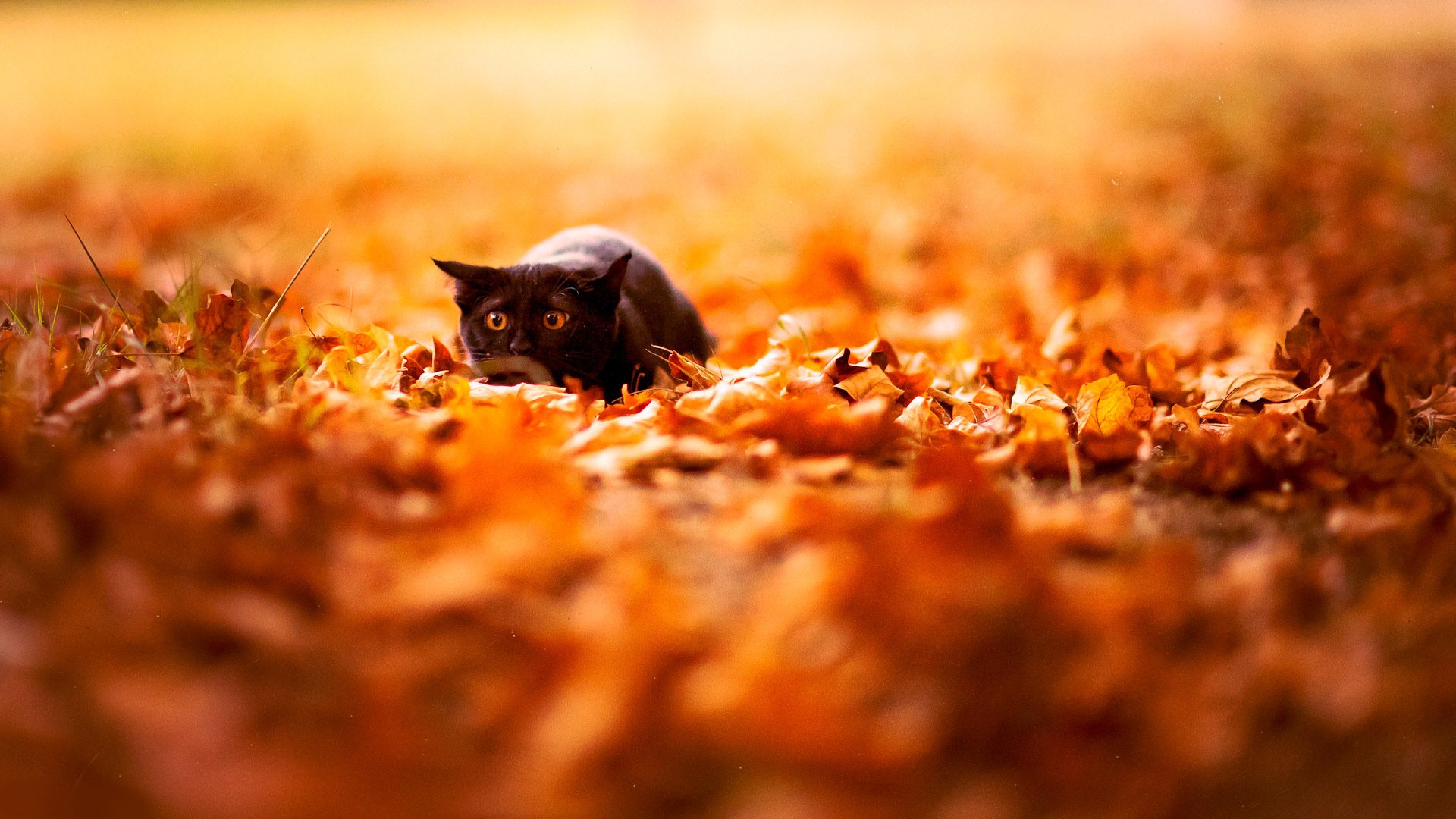 otoño hojas naturaleza negro gato fondo papel pintado brillante colores