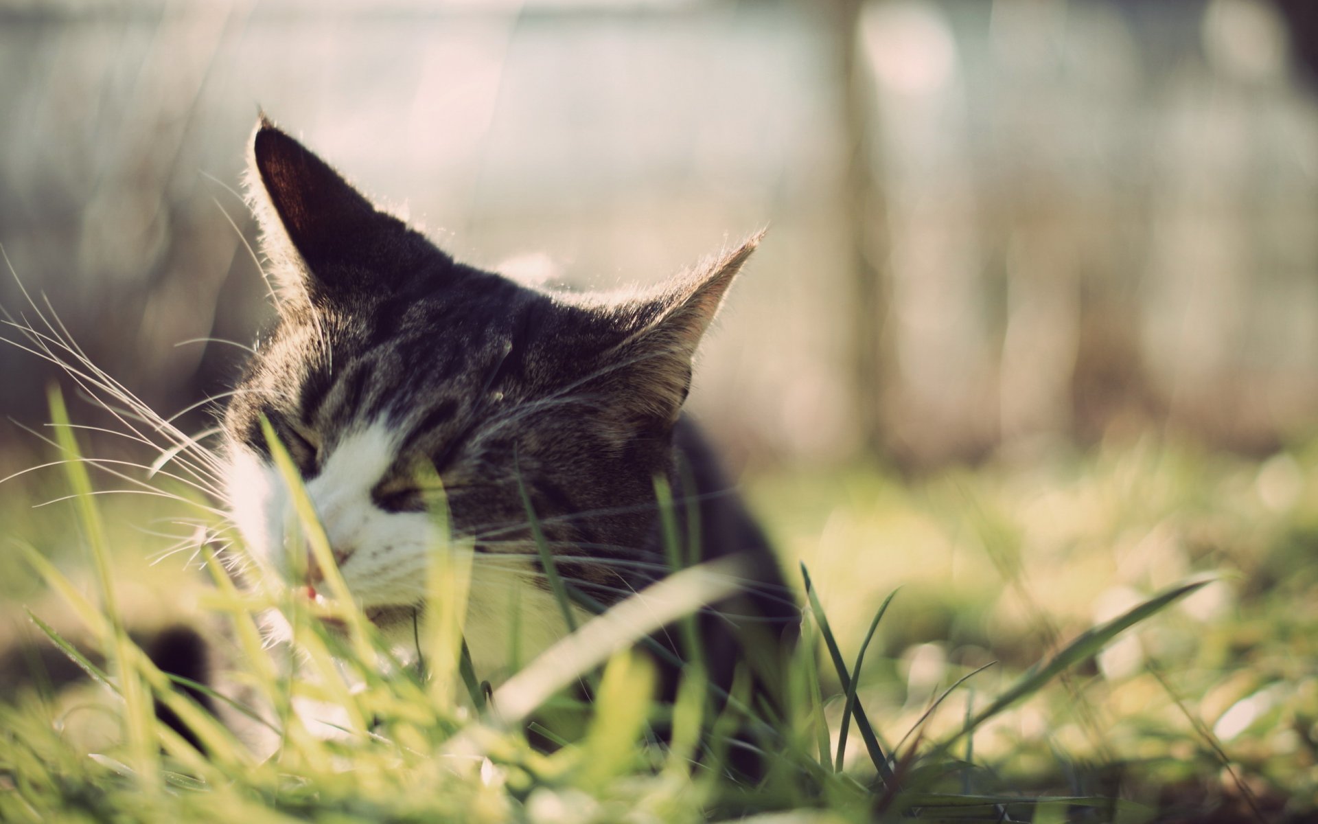 gatto erba orecchie baffi mastica yum-yum