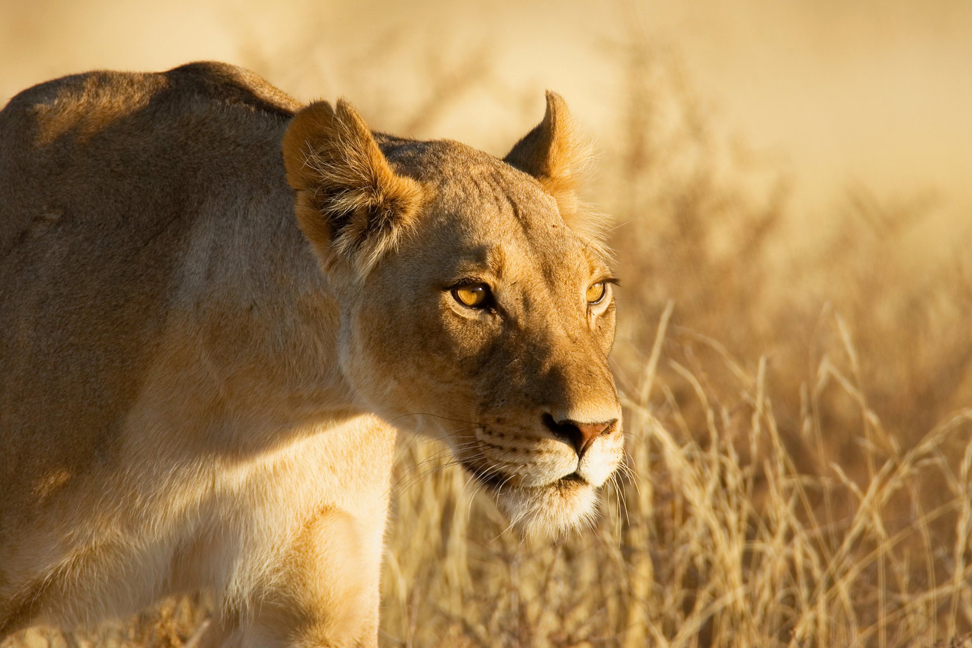 lionne vue museau chasse se faufiler