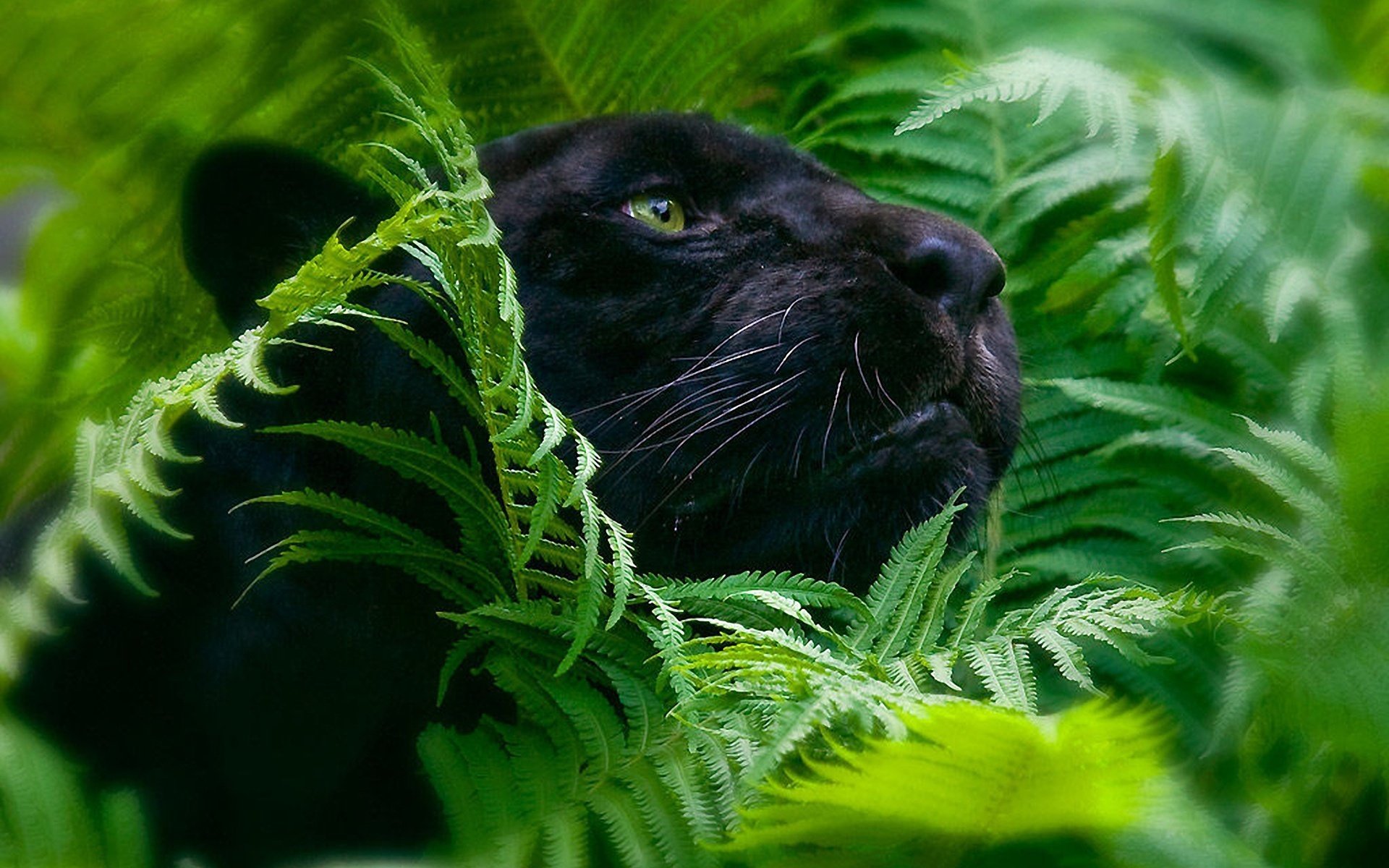 panther großkatzen laub