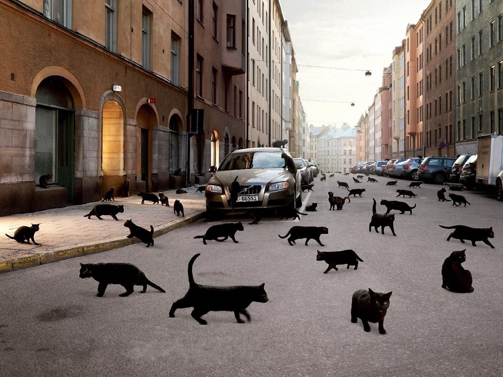 città auto gatti