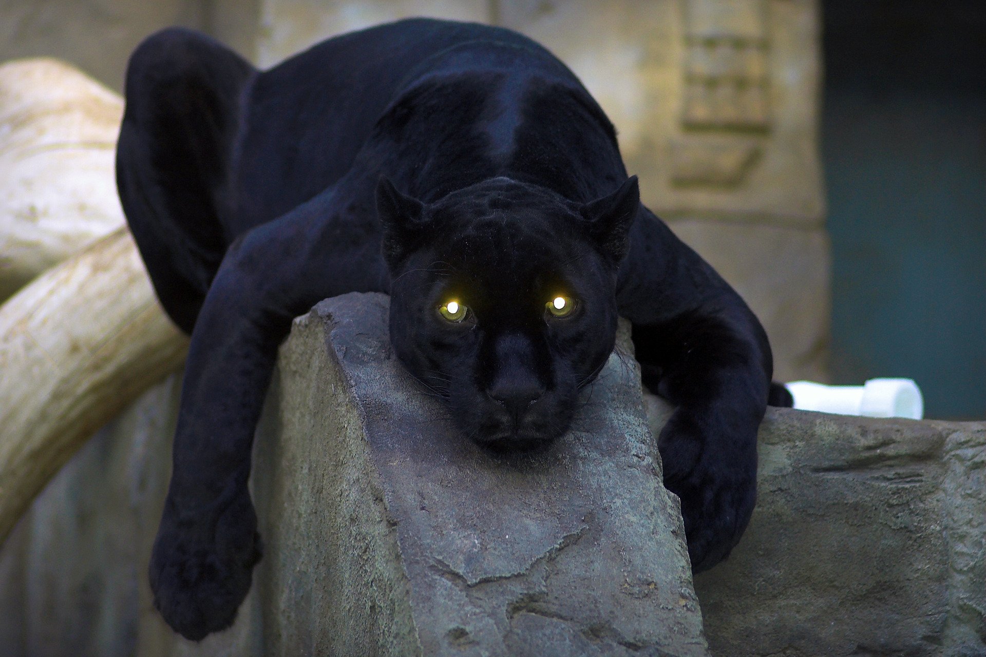 panther cat eye