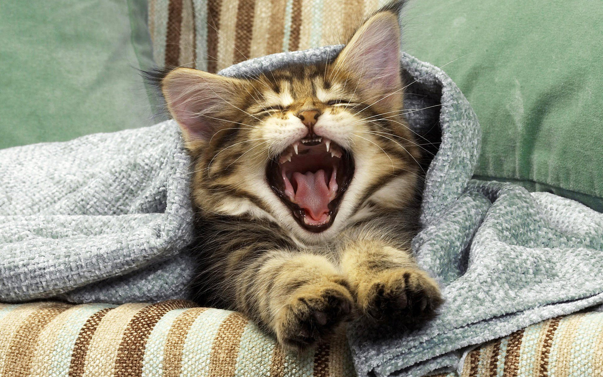 kitten fall yawns english ears feet mustache sofa